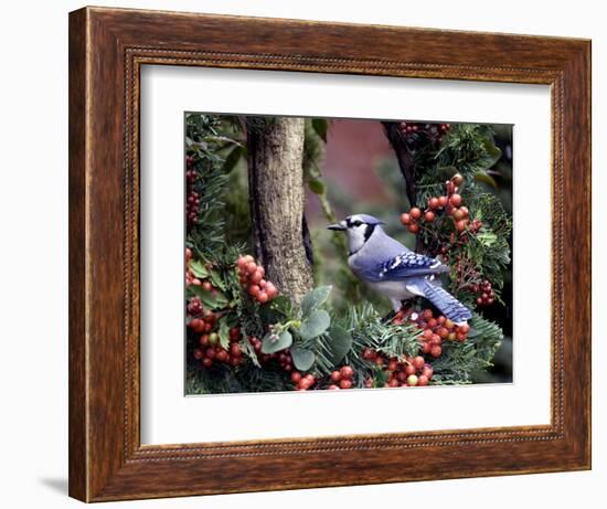 Blue Jay-Gary Carter-Framed Photographic Print