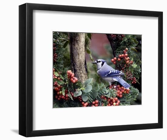 Blue Jay-Gary Carter-Framed Photographic Print