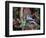 Blue Jay-Gary Carter-Framed Photographic Print