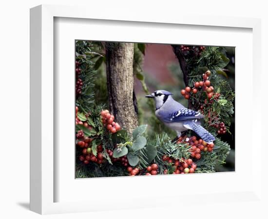 Blue Jay-Gary Carter-Framed Photographic Print