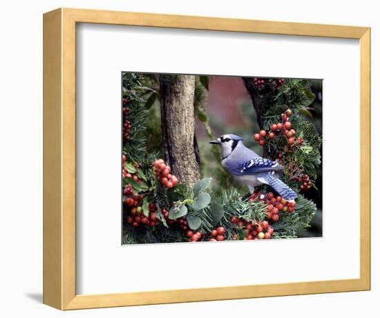 Blue Jay-Gary Carter-Framed Photographic Print