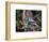 Blue Jay-Gary Carter-Framed Photographic Print