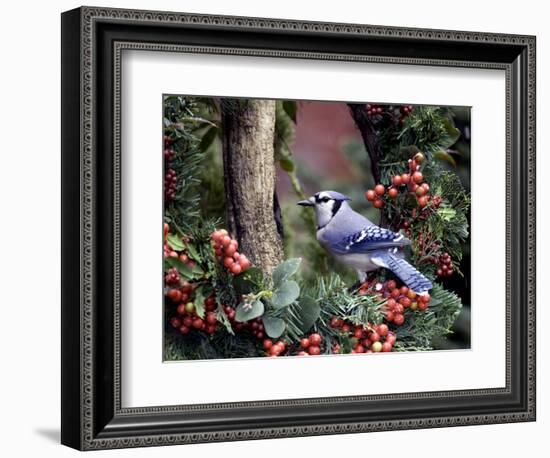 Blue Jay-Gary Carter-Framed Photographic Print