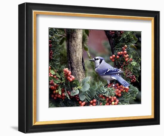 Blue Jay-Gary Carter-Framed Photographic Print