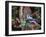 Blue Jay-Gary Carter-Framed Photographic Print