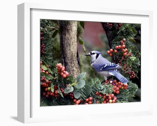 Blue Jay-Gary Carter-Framed Photographic Print