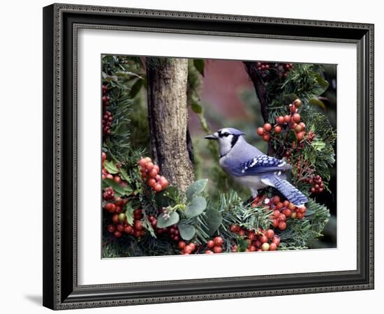 Blue Jay-Gary Carter-Framed Photographic Print