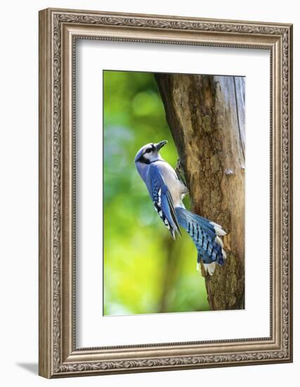 Blue Jay-Gary Carter-Framed Photographic Print