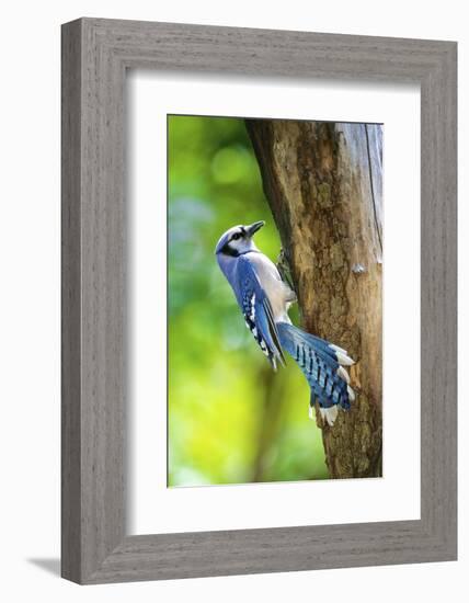 Blue Jay-Gary Carter-Framed Photographic Print