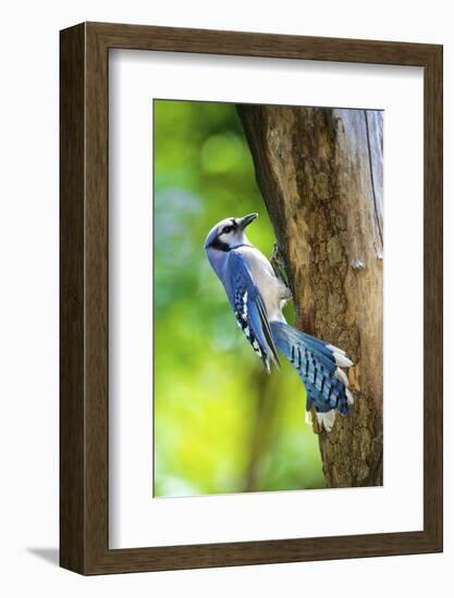 Blue Jay-Gary Carter-Framed Photographic Print