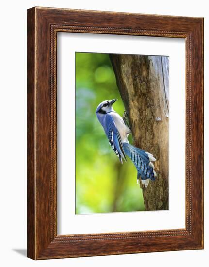 Blue Jay-Gary Carter-Framed Photographic Print