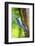 Blue Jay-Gary Carter-Framed Photographic Print