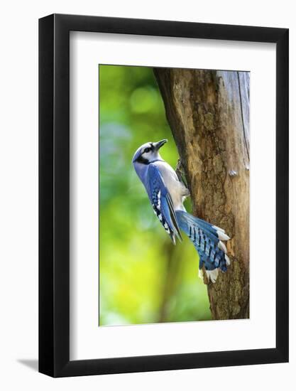 Blue Jay-Gary Carter-Framed Photographic Print