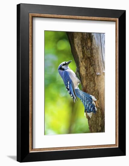 Blue Jay-Gary Carter-Framed Photographic Print