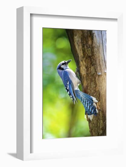 Blue Jay-Gary Carter-Framed Photographic Print