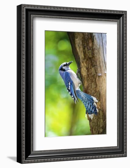 Blue Jay-Gary Carter-Framed Photographic Print