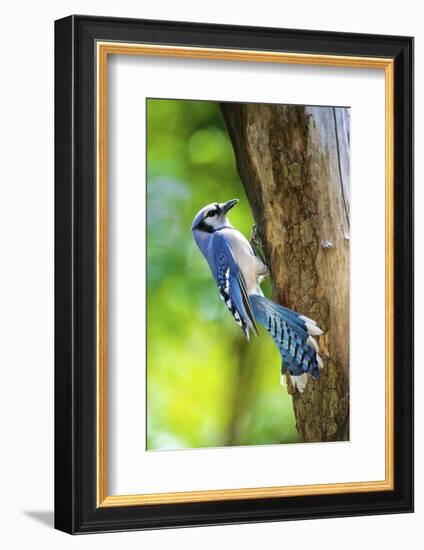 Blue Jay-Gary Carter-Framed Photographic Print