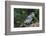 Blue Jay-Gary Carter-Framed Photographic Print