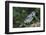 Blue Jay-Gary Carter-Framed Photographic Print