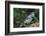 Blue Jay-Gary Carter-Framed Photographic Print