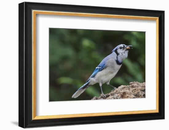 Blue Jay-Gary Carter-Framed Photographic Print