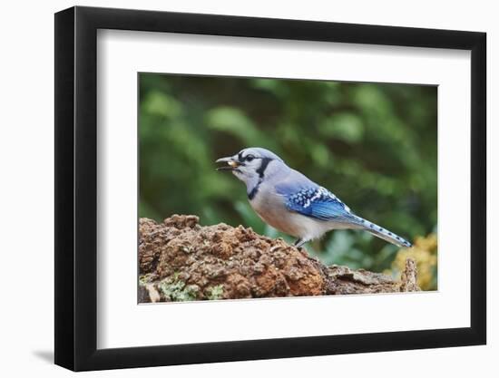 Blue Jay-Gary Carter-Framed Photographic Print