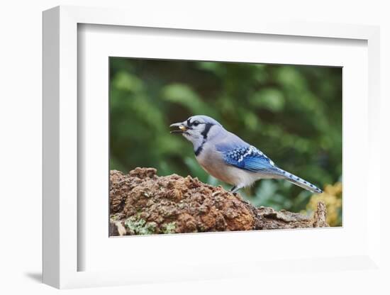 Blue Jay-Gary Carter-Framed Photographic Print