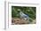 Blue Jay-Gary Carter-Framed Photographic Print