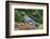 Blue Jay-Gary Carter-Framed Photographic Print