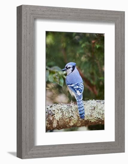 Blue Jay-Gary Carter-Framed Photographic Print