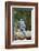 Blue Jay-Gary Carter-Framed Photographic Print