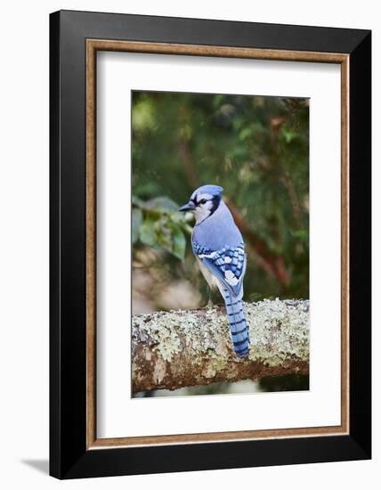 Blue Jay-Gary Carter-Framed Photographic Print