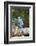 Blue Jay-Gary Carter-Framed Photographic Print