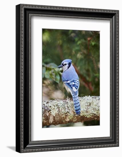 Blue Jay-Gary Carter-Framed Photographic Print