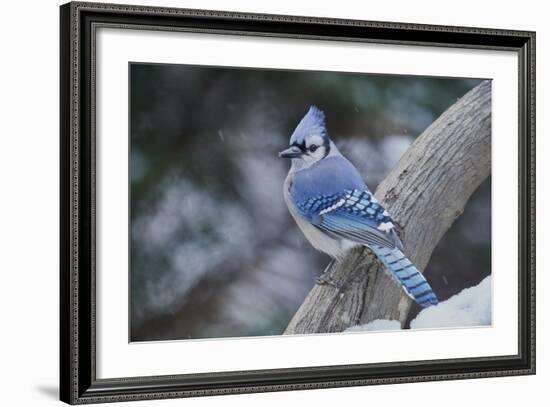 Blue Jay-Gary Carter-Framed Photographic Print