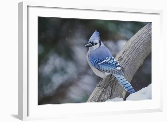 Blue Jay-Gary Carter-Framed Photographic Print