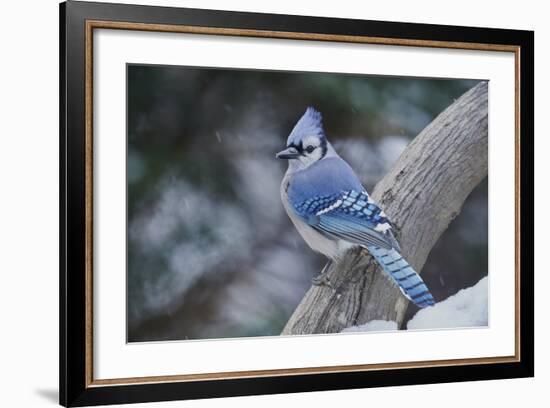 Blue Jay-Gary Carter-Framed Photographic Print