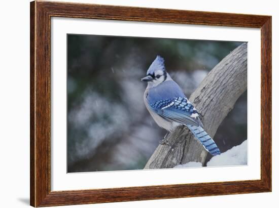 Blue Jay-Gary Carter-Framed Photographic Print