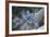 Blue Jay-Gary Carter-Framed Photographic Print