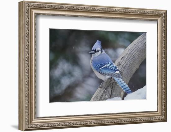 Blue Jay-Gary Carter-Framed Photographic Print