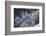 Blue Jay-Gary Carter-Framed Photographic Print