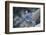 Blue Jay-Gary Carter-Framed Photographic Print