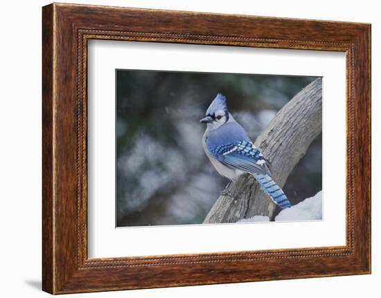 Blue Jay-Gary Carter-Framed Photographic Print