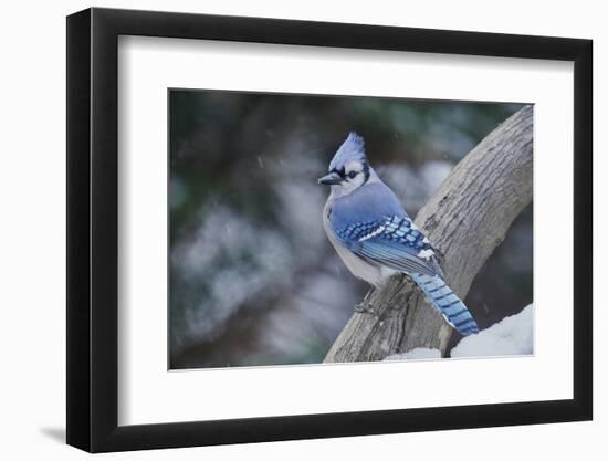 Blue Jay-Gary Carter-Framed Photographic Print