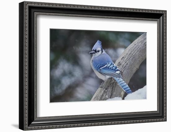 Blue Jay-Gary Carter-Framed Photographic Print