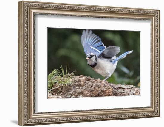 Blue Jay-Gary Carter-Framed Photographic Print