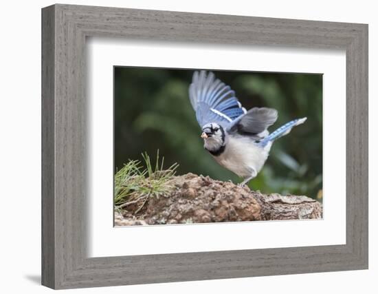 Blue Jay-Gary Carter-Framed Photographic Print