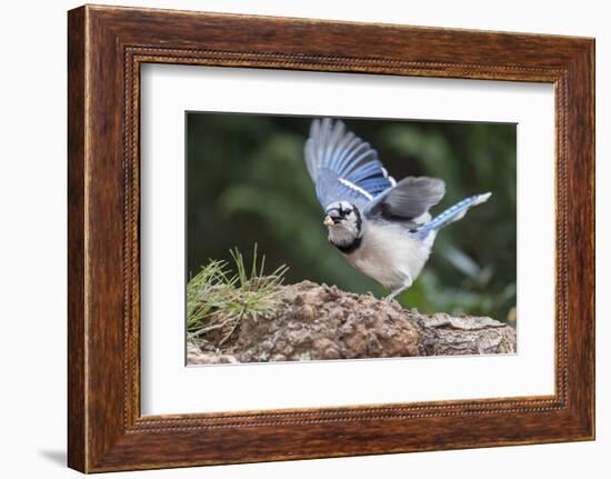 Blue Jay-Gary Carter-Framed Photographic Print