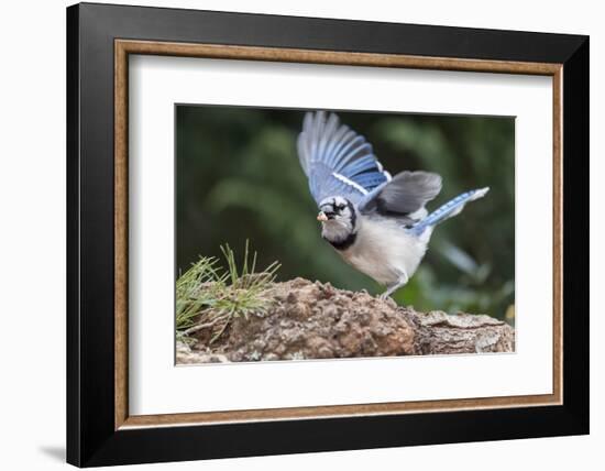 Blue Jay-Gary Carter-Framed Photographic Print