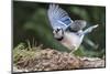 Blue Jay-Gary Carter-Mounted Photographic Print